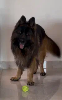 جفت سگ ژرمن