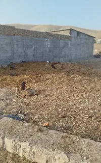 کود حیوانی