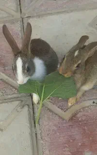 خرگوش