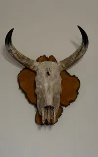 شاخ طبیعی خشک شده گاو