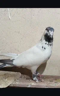 کبوتر باخت رفته