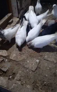 فروش کفترپرشی