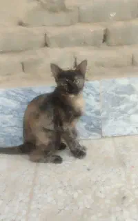 واگذاری گربه با توله ها
