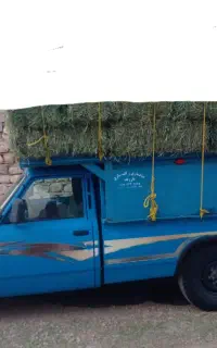 یونجه ساق‌ریز‌۹۰‌سانتی‌۱۱۰۰تحویلی‌یا‌کیلویی‌۴۰‌