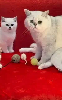حراج گربه چینچیلا سیلورجذاب با قیمت ارزان