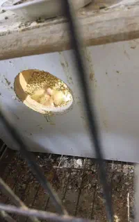 عروس هلندی مولد