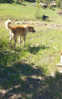 سگ نگهبان گله ی
