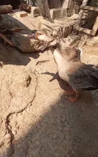 قو‌غاز
