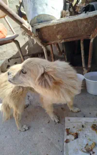توله سگ