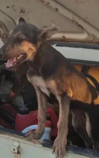 سگ دوبرمن اصل