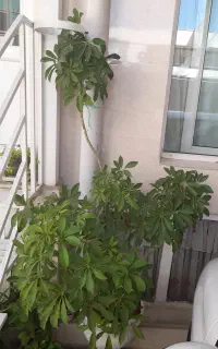 گل شفلرا