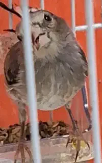 جوجه سهره نرچهارعدد شیرین بخون