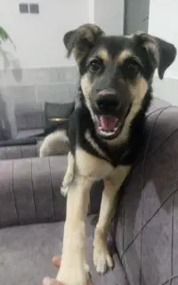 فروش سگ ژرمن