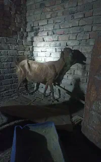 بز مری