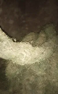 بیده دست پیچ