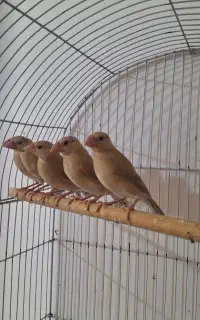 فنچ نرگسی