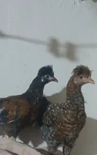 دوعدد مرغ محلی اصل