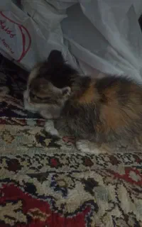 واگذاری بچه گربه