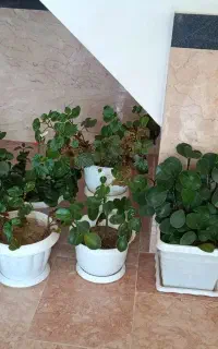 فروش گل خانگی
