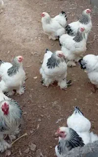 تخم مرغ برهما