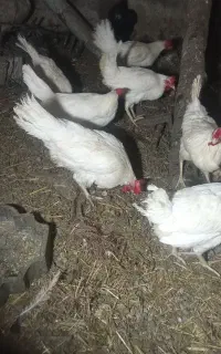 مرغ سفید جوان تخمگذار