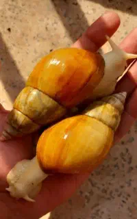 فروش ویژه حـلـزـوـن وخـاوـیــار... حلزون