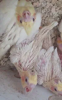 جوجه عروس