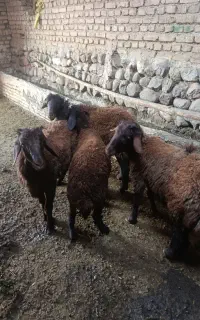 بره