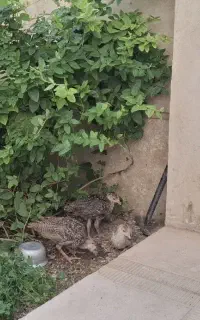بوقلمون