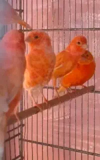 قناری رد فاکتور اصیل