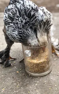 جوجه برهما ۴ما