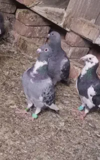 کبوتر