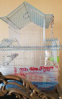 مرغ عشق نر و ماده.