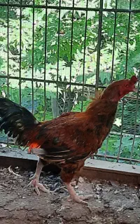 خروس  لاری  دو رگه  محلی