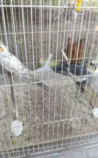 عروس هلندی