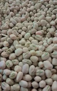 لوبیا پلویی (درجه یک)