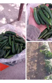 خیار محلی
