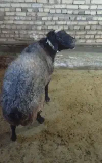 قوچ شال اصیل