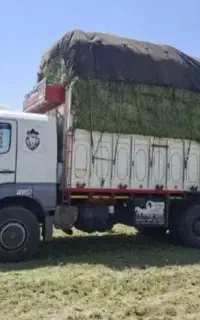 یونجو یونجه پر برگ مخصوص میش و گاو و ...