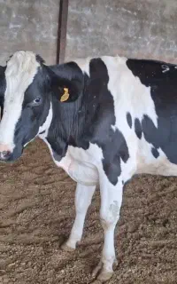 گاو ماده