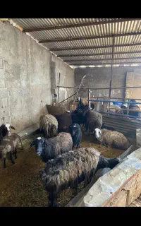 میش بره