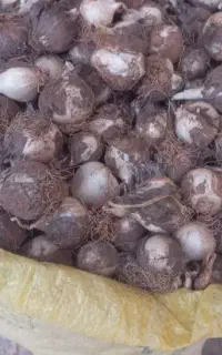 موسیر