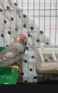 نر اماده