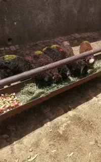 7عدد بره خرج خور