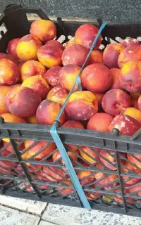 شلیل شیرین
