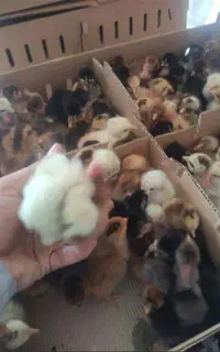 جوجه یک روزه زینتی تخم گذار گوشتی محلی بومی