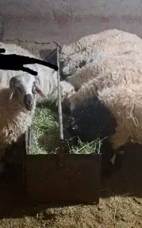 بره