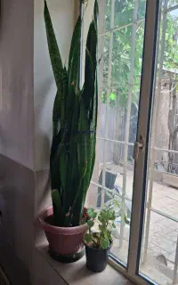 گل سانسوریا شمشیری