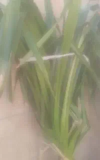 گل پاندانوس