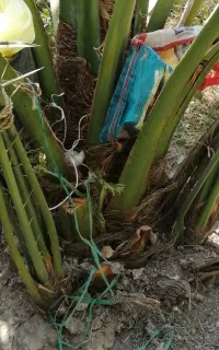 پاجوش کلوته